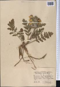 Phlomoides speciosa (Rupr.) Adylov, Kamelin & Makhm., Middle Asia, Western Tian Shan & Karatau (M3) (Uzbekistan)