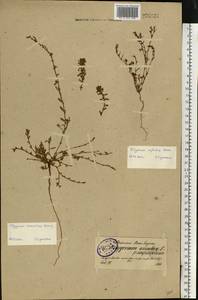 Polygonum arenastrum Boreau, Eastern Europe, North-Western region (E2) (Russia)