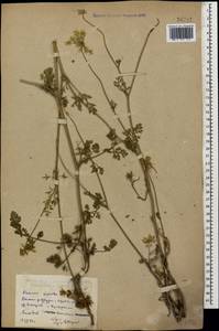 Daucus carota L., Caucasus, Dagestan (K2) (Russia)