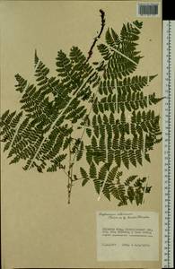Diplazium sibiricum (Turcz. ex Kunze) Sa.Kurata, Siberia, Russian Far East (S6) (Russia)
