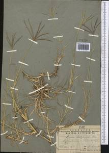 Cynodon dactylon (L.) Pers., Middle Asia, Pamir & Pamiro-Alai (M2) (Tajikistan)