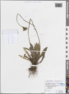 Leontodon hispidus L., Eastern Europe, Volga-Kama region (E7) (Russia)