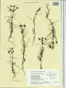 Plantago arenaria Waldst. & Kit., Eastern Europe, Central region (E4) (Russia)