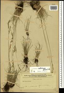 Festuca valesiaca Schleich. ex Gaudin, Caucasus, Azerbaijan (K6) (Azerbaijan)