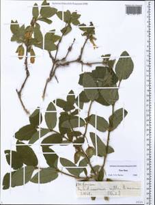 Lonicera, Middle Asia, Northern & Central Tian Shan (M4) (Kazakhstan)