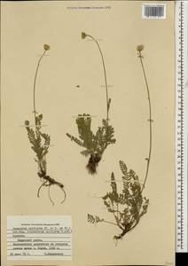 Tanacetum uniflorum (Fisch. & C. A. Mey.) Sch. Bip., Caucasus, Armenia (K5) (Armenia)