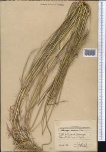 Bothriochloa bladhii (Retz.) S.T.Blake, Middle Asia, Western Tian Shan & Karatau (M3) (Uzbekistan)