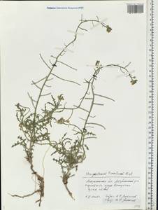 Sterigmostemum caspicum (Lam. ex Pall.) Kuntze, Eastern Europe, Lower Volga region (E9) (Russia)