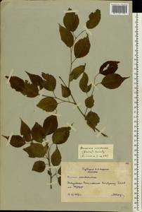 Prunus mandshurica (Maxim.) Koehne, Eastern Europe, Moscow region (E4a) (Russia)