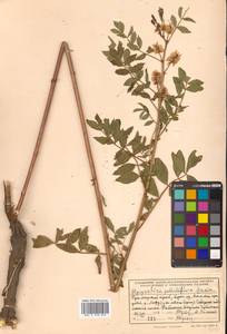 Glycyrrhiza pallidiflora Maxim., Siberia, Russian Far East (S6) (Russia)