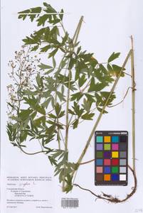 Thalictrum simplex L., Eastern Europe, Western region (E3) (Russia)