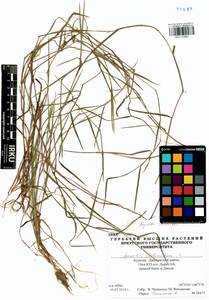 Agrostis stolonifera L., Siberia, Baikal & Transbaikal region (S4) (Russia)