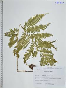Athyrium sinense Rupr., Siberia, Russian Far East (S6) (Russia)