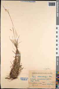 Carex capillaris L., Siberia, Baikal & Transbaikal region (S4) (Russia)