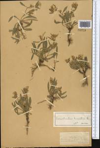 Convolvulus lineatus L., Middle Asia, Muyunkumy, Balkhash & Betpak-Dala (M9) (Kazakhstan)