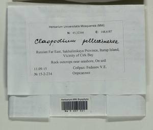 Claopodium pellucinerve (Mitt.) Best, Bryophytes, Bryophytes - Russian Far East (excl. Chukotka & Kamchatka) (B20) (Russia)