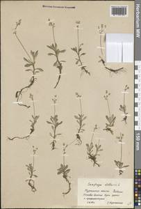 Micranthes stellaris subsp. stellaris, Eastern Europe, Northern region (E1) (Russia)