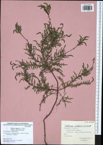 Calluna vulgaris (L.) Hull, Eastern Europe, Central region (E4) (Russia)