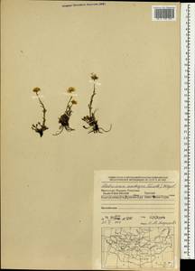 Tripleurospermum ambiguum (Ledeb.) Franch. & Sav., Mongolia (MONG) (Mongolia)