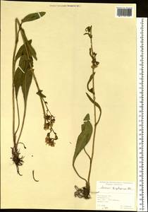 Jacobaea racemosa subsp. kirghisica (DC.) Galasso & Bartolucci, Siberia, Western Siberia (S1) (Russia)