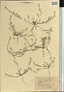 Polygonum arenastrum subsp. calcatum (Lindm.) Wissk., Eastern Europe, Central region (E4) (Russia)