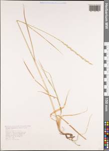 Elymus repens subsp. elongatiformis (Drobow) Melderis, Caucasus, Black Sea Shore (from Novorossiysk to Adler) (K3) (Russia)
