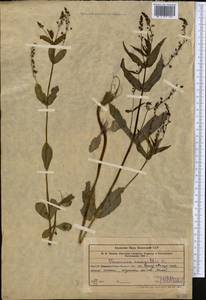 Veronica anagallis-aquatica L., Middle Asia, Western Tian Shan & Karatau (M3) (Uzbekistan)