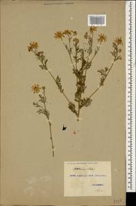 Anthemis cotula L., Caucasus, Georgia (K4) (Georgia)