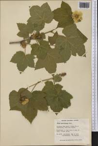 Rubus nutkanus Moc. ex Ser., America (AMER) (Canada)