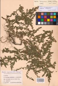 Bassia scoparia (L.) Beck, Eastern Europe, Western region (E3) (Russia)