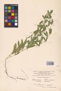 Lathyrus tuberosus L., Eastern Europe, North Ukrainian region (E11) (Ukraine)