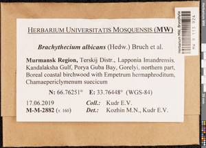 Brachythecium albicans (Hedw.) Schimp., Bryophytes, Bryophytes - Karelia, Leningrad & Murmansk Oblasts (B4) (Russia)