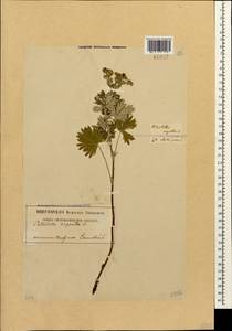 Potentilla argentea L., Caucasus, Georgia (K4) (Georgia)