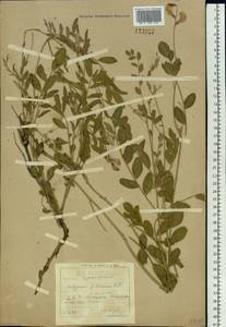 Corethrodendron fruticosum (Pall.) B.H.Choi & H.Ohashi, Siberia, Baikal & Transbaikal region (S4) (Russia)