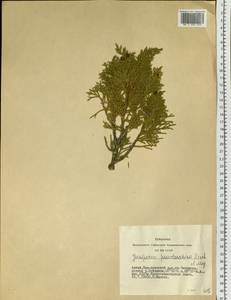 Juniperus pseudosabina Fisch. & C.A.Mey., Siberia, Altai & Sayany Mountains (S2) (Russia)