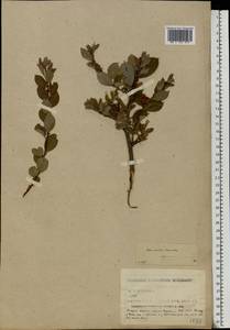 Salix aurita × starkeana, Eastern Europe, North-Western region (E2) (Russia)