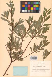 Salix saposhnikovii A. K. Skvortsov, Siberia, Altai & Sayany Mountains (S2) (Russia)