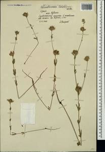 Helianthemum ledifolium subsp. lasiocarpum (Jacques & Hérincq) Nyman, Crimea (KRYM) (Russia)