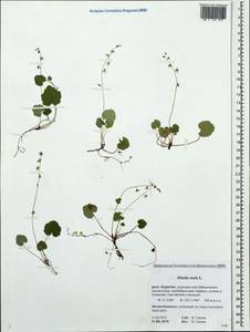 Mitella nuda L., Siberia, Baikal & Transbaikal region (S4) (Russia)