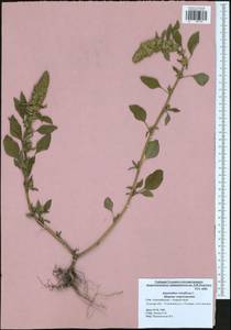 Amaranthus retroflexus L., Eastern Europe, Central region (E4) (Russia)