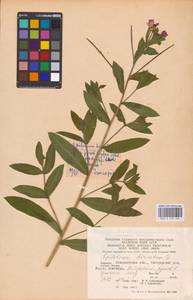 Epilobium hirsutum L., Eastern Europe, West Ukrainian region (E13) (Ukraine)