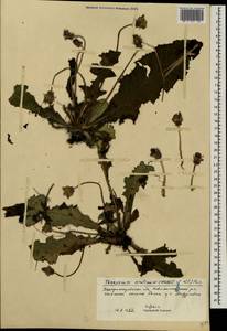 Taraxacum serotinum (Waldst. & Kit.) Poir., Eastern Europe, South Ukrainian region (E12) (Ukraine)