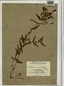 Scutellaria baicalensis Georgi, Siberia, Baikal & Transbaikal region (S4) (Russia)