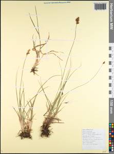 Carex divisa Huds., Caucasus, Black Sea Shore (from Novorossiysk to Adler) (K3) (Russia)