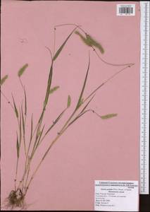 Setaria pumila (Poir.) Roem. & Schult., Eastern Europe, Central region (E4) (Russia)