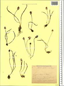 Muscari pallens (M.Bieb.) Fisch., Caucasus, Krasnodar Krai & Adygea (K1a) (Russia)