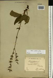 Salvia austriaca Jacq., Eastern Europe, North Ukrainian region (E11) (Ukraine)