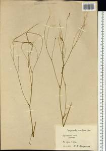 Poterium tenuifolium var. alba (Trautv. & C. A. Mey.), Siberia, Russian Far East (S6) (Russia)