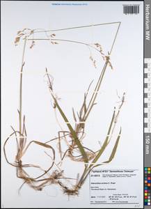 Anthoxanthum nitens (Weber) Y.Schouten & Veldkamp, Siberia, Central Siberia (S3) (Russia)