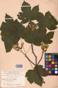 Acer pseudoplatanus L., Eastern Europe, West Ukrainian region (E13) (Ukraine)